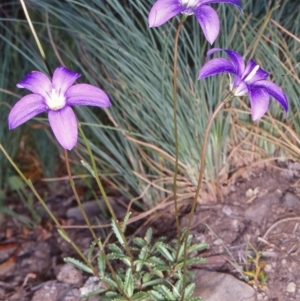 Wahlenbergia gloriosa at Namadgi National Park - 25 Jan 2004