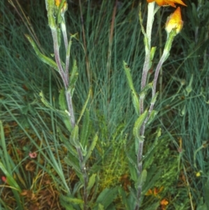 Xerochrysum subundulatum at Namadgi National Park - 25 Jan 2004