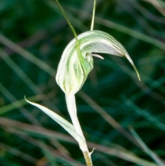 Diplodium aestivum (Long-tongued Summer Greenhood) at Namadgi National Park - 25 Jan 2004 by BettyDonWood