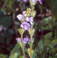 Euphrasia collina subsp. paludosa at Namadgi National Park - 12 Dec 2003 by BettyDonWood