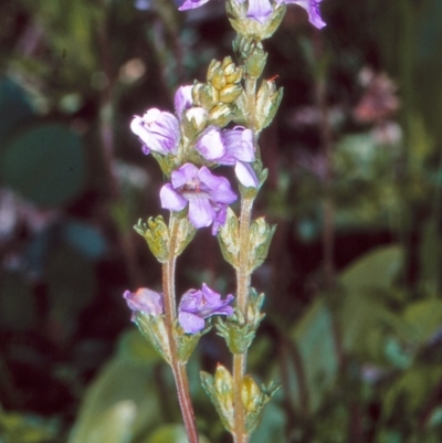 Euphrasia collina subsp. paludosa at Namadgi National Park - 13 Dec 2003 by BettyDonWood