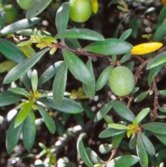 Persoonia subvelutina at Namadgi National Park - 11 Jan 2005 by BettyDonWood