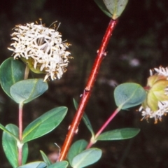 Pimelea ligustrina subsp. ligustrina at Namadgi National Park - 2 Jan 2005