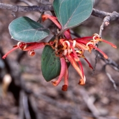 Grevillea oxyantha subsp. oxyantha (Kybean Grevillea) at Namadgi National Park - 14 Dec 2003 by BettyDonWood