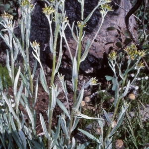 Senecio gunnii at Namadgi National Park - 13 Dec 2003