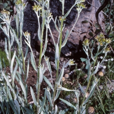 Senecio gunnii (Mountains Fireweed) at Namadgi National Park - 13 Dec 2003 by BettyDonWood