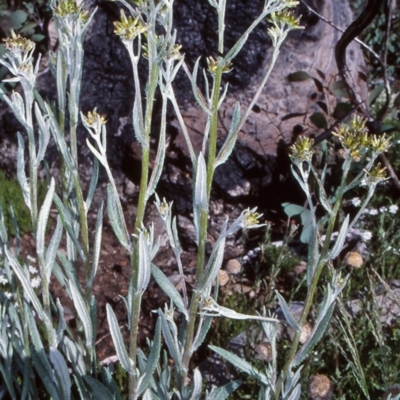 Senecio gunnii (Mountains Fireweed) at Namadgi National Park - 12 Dec 2003 by BettyDonWood