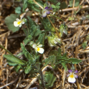 Viola arvensis at Namadgi National Park - 28 Nov 2006