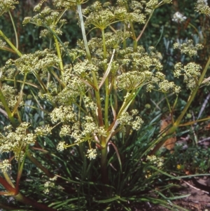 Aciphylla simplicifolia at Namadgi National Park - 13 Dec 2003