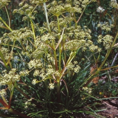 Aciphylla simplicifolia (Mountain Aciphyll) at Namadgi National Park - 13 Dec 2003 by BettyDonWood