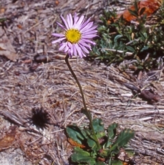 Brachyscome spathulata (Coarse Daisy, Spoon-leaved Daisy) at Namadgi National Park - 13 Dec 2003 by BettyDonWood