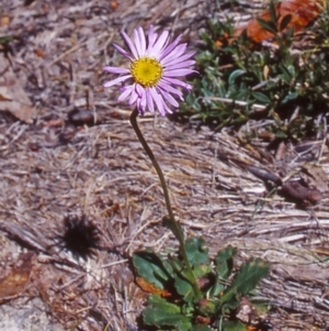 Brachyscome spathulata at Namadgi National Park - 13 Dec 2003