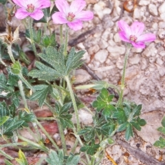 Geranium potentilloides var. potentilloides (Downy Geranium) at Namadgi National Park - 12 Dec 2003 by BettyDonWood