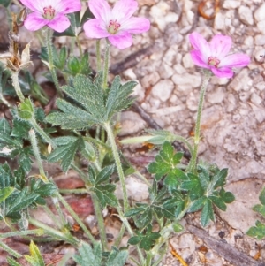 Geranium potentilloides var. potentilloides at Namadgi National Park - 13 Dec 2003