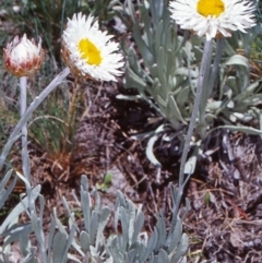 Leucochrysum alpinum (Alpine Sunray) at Namadgi National Park - 13 Dec 2003 by BettyDonWood