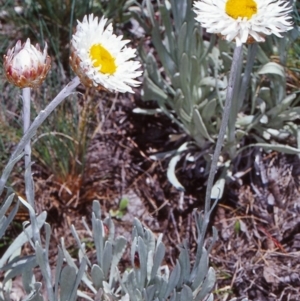 Leucochrysum alpinum at Namadgi National Park - 13 Dec 2003