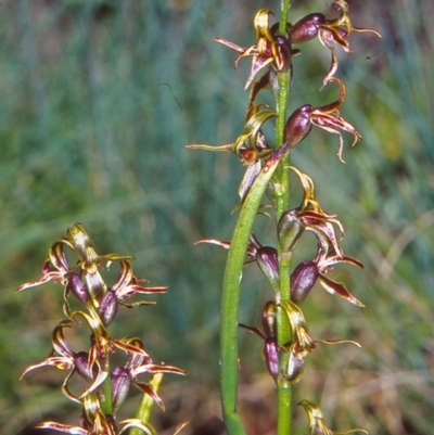 Paraprasophyllum sphacelatum (Large Alpine Leek-orchid) at Namadgi National Park - 13 Dec 2003 by BettyDonWood