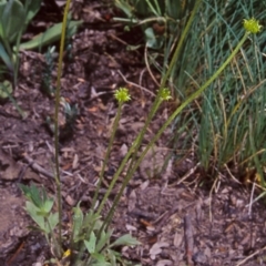 Ranunculus graniticola (Granite Buttercup) at Namadgi National Park - 13 Dec 2003 by BettyDonWood