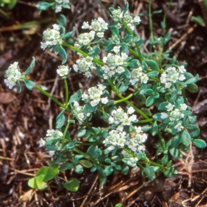 Poranthera microphylla at Namadgi National Park - 13 Dec 2003