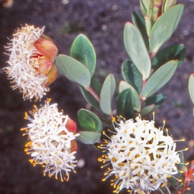 Pimelea ligustrina subsp. ciliata at Namadgi National Park - 12 Jan 2005 by BettyDonWood