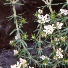 Asperula scoparia (Prickly Woodruff) at Bimberi Nature Reserve - 11 Nov 2004 by BettyDonWood