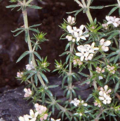 Asperula scoparia (Prickly Woodruff) at Bimberi Nature Reserve - 12 Nov 2004 by BettyDonWood