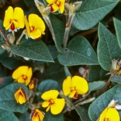 Platylobium montanum subsp. montanum (Mountain Flat Pea) at Bimberi Nature Reserve - 16 Nov 2004 by BettyDonWood