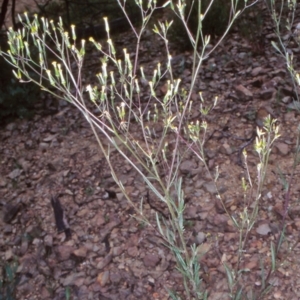 Senecio diaschides at Bimberi Nature Reserve - 14 Dec 2003