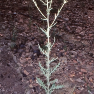 Senecio hispidulus at Bimberi Nature Reserve - 14 Dec 2003