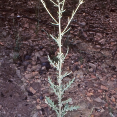 Senecio hispidulus (Hill Fireweed) at Bimberi Nature Reserve - 13 Dec 2003 by BettyDonWood