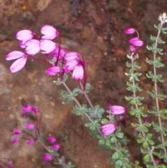 Tetratheca bauerifolia (Heath Pink-bells) at Bimberi Nature Reserve - 11 Nov 2004 by BettyDonWood