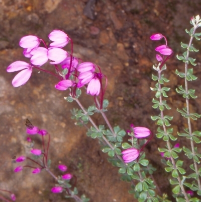 Tetratheca bauerifolia (Heath Pink-bells) at Bimberi Nature Reserve - 12 Nov 2004 by BettyDonWood