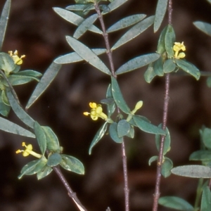 Pimelea pauciflora at Namadgi National Park - 14 Dec 2003