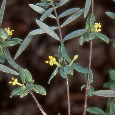 Pimelea pauciflora (Poison Rice Flower) at Namadgi National Park - 14 Dec 2003 by BettyDonWood