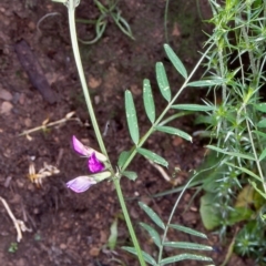 Vicia sativa subsp. nigra (Narrow-leaved Vetch) at Namadgi National Park - 14 Dec 2003 by BettyDonWood