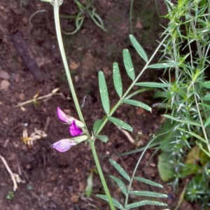 Vicia sativa subsp. nigra at Namadgi National Park - 14 Dec 2003