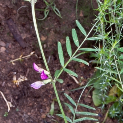 Vicia sativa subsp. nigra (Narrow-leaved Vetch) at Namadgi National Park - 14 Dec 2003 by BettyDonWood