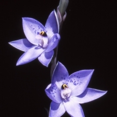 Thelymitra simulata (Graceful Sun-orchid) at Namadgi National Park - 24 Nov 2004 by BettyDonWood