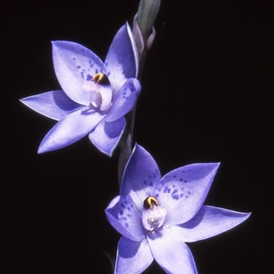 Thelymitra simulata (Graceful Sun-orchid) at Namadgi National Park - 24 Nov 2004 by BettyDonWood