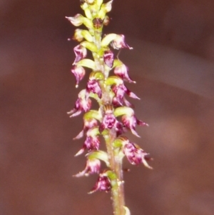 Corunastylis nuda at Namadgi National Park - suppressed