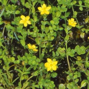 Hypericum japonicum at Namadgi National Park - 14 Jan 2005 12:00 AM