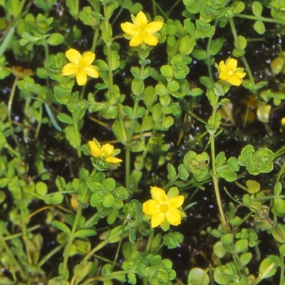 Hypericum japonicum (Creeping St John's Wort) at Namadgi National Park - 13 Jan 2005 by BettyDonWood