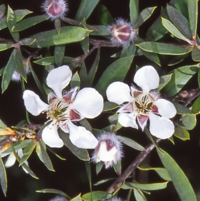 Leptospermum grandifolium (Woolly Teatree, Mountain Tea-tree) at Namadgi National Park - 13 Jan 2005 by BettyDonWood