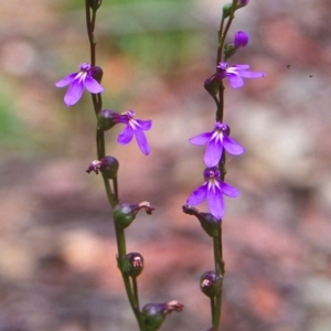 Lobelia gibbosa at Namadgi National Park - 25 Jan 2004