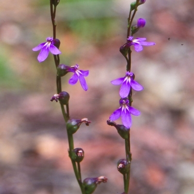 Lobelia gibbosa (Tall Lobelia) at Namadgi National Park - 24 Jan 2004 by BettyDonWood