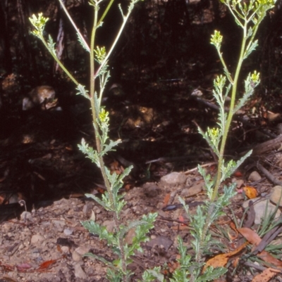 Senecio biserratus (Jagged Fireweed) at Namadgi National Park - 25 Jan 2004 by BettyDonWood