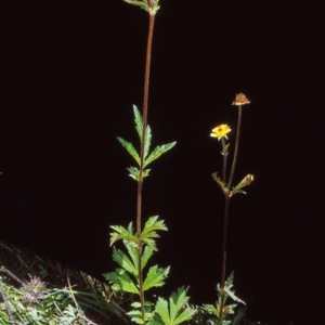 Geum urbanum at Namadgi National Park - 30 Dec 2004 12:00 AM