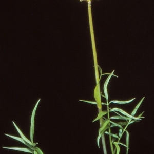 Gingidia harveyana at Namadgi National Park - 24 Nov 2004