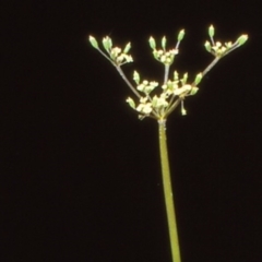 Gingidia harveyana at Namadgi National Park - 24 Nov 2004 12:00 AM