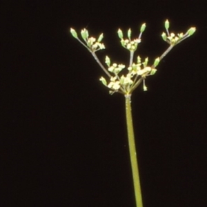 Gingidia harveyana at Namadgi National Park - 24 Nov 2004 12:00 AM